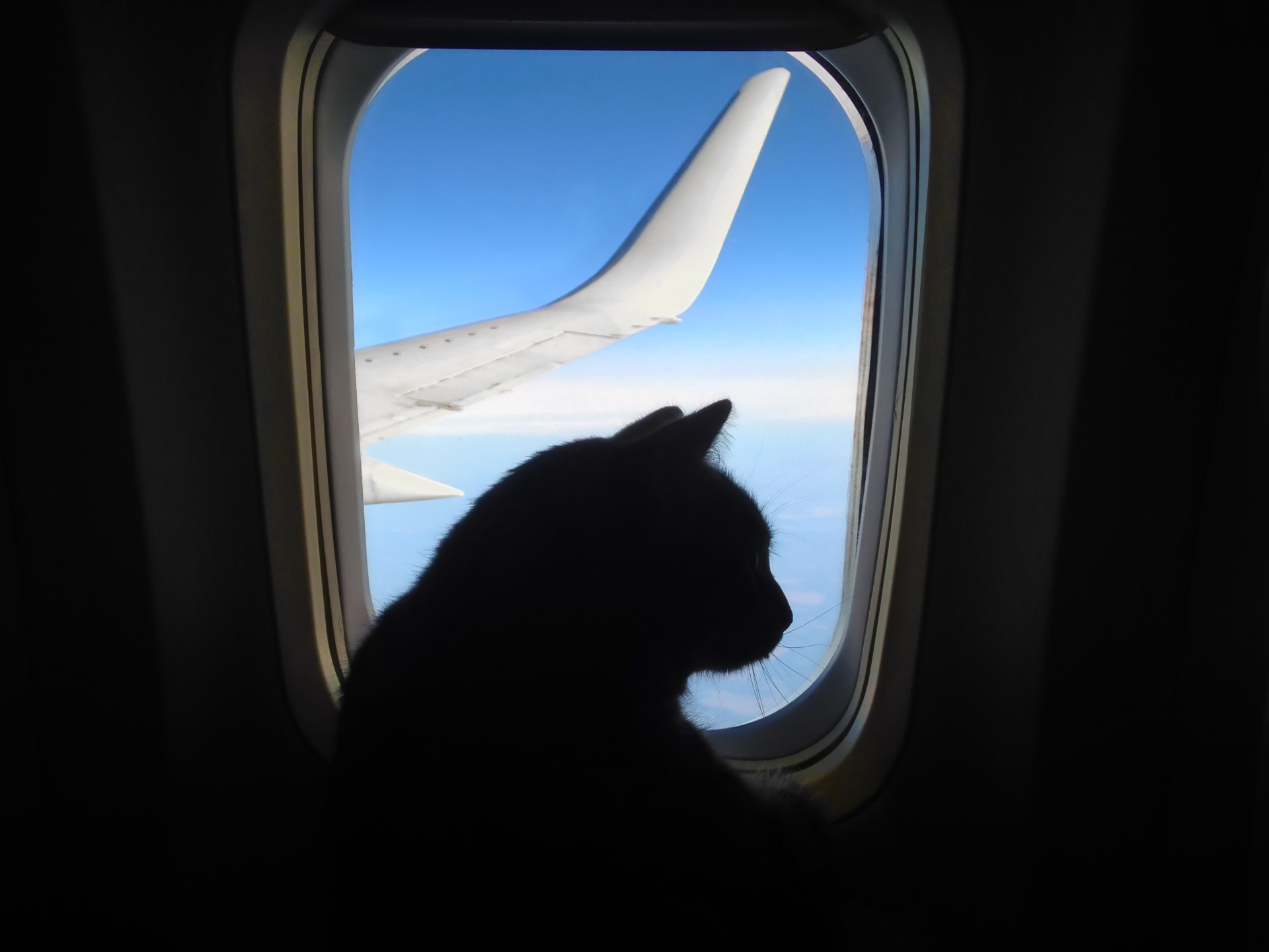 Fliegen mit Katze – Das gibt es zu beachten
